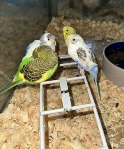 Budgerigar Parakeet