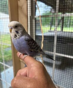 Small Purple Budgerigar Parakeet