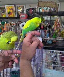 Budgerigar Parakeet
