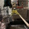 Budgerigar Parakeet