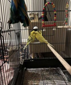 Budgerigar Parakeet