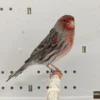 Canary Agate Red Mosaic for sale