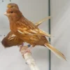 Canary Feo for sale