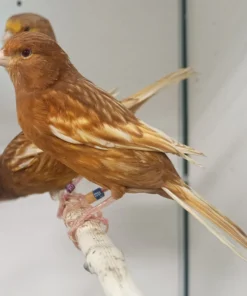 Canary Feo for sale