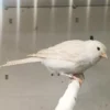 Canary Isabel for sale