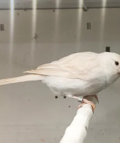 Canary Isabel for sale