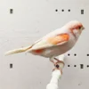 Canary Mosaic White and Red for sale