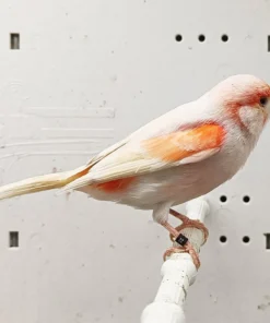 Canary Mosaic White and Red for sale