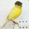 Canary Raza for sale