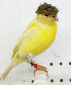 Canary Raza for sale