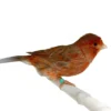 Canary Red Brown Mosaic for sale