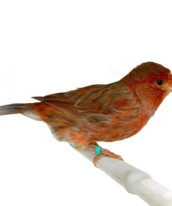 Canary Red Brown Mosaic for sale