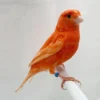 Canary Red Factor for sale