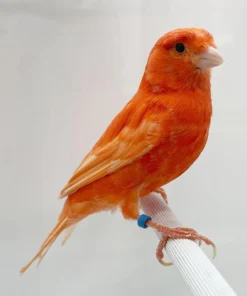 Canary Red Factor for sale