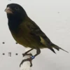 Canary x Black Siskin Hybrid for sale