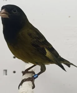 Canary x Black Siskin Hybrid for sale