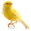 Canary Yellow for sale