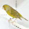 Canary Yellow Agate for sale