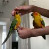 Medium Sun Conure