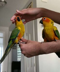 Medium Sun Conure