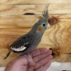 Cockatiels for sale