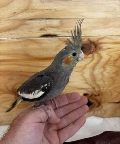 Cockatiels for sale