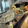 Cockatiel for sale