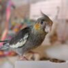 Medium Grey Cockatiel for sale