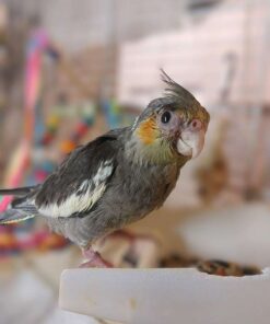 Medium Grey Cockatiel for sale