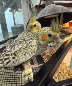 Cockatiel for sale