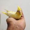 Large Albino Cockatiel for sale
