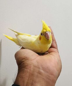 Large Albino Cockatiel for sale