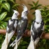 Cockatiel for sale