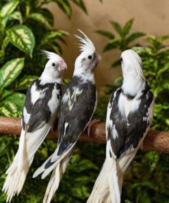 Cockatiel for sale