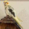 Small Yellow Cockatiel for sale
