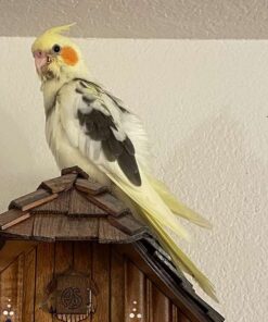 Small Yellow Cockatiel for sale