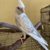 Cockatiel for sale