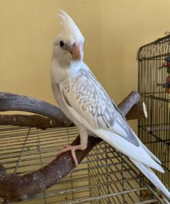 Cockatiel for sale