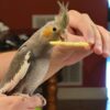Cockatiel for sale
