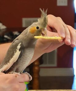 Cockatiel for sale