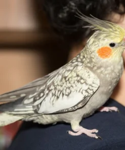 Cockatiel Pearl