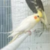 Cockatiel Yellow for sale
