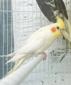 Cockatiel Yellow for sale