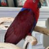 Medium Blue Eclectus