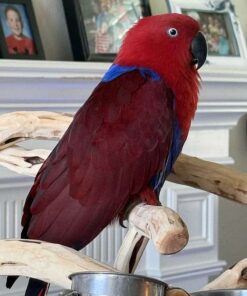 Medium Blue Eclectus