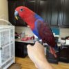 6 Month-Old Eclectus Female Baby Bird Available