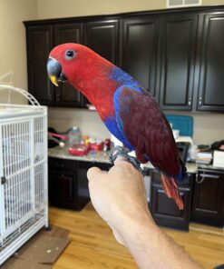 6 Month-Old Eclectus Female Baby Bird Available