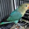 Small Blue Fischers Lovebird