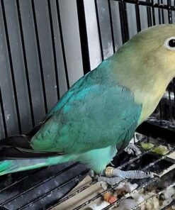 Small Blue Fischers Lovebird