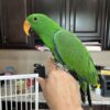 1.5 Year Old Male Baby Eclectus Parrot for Sale